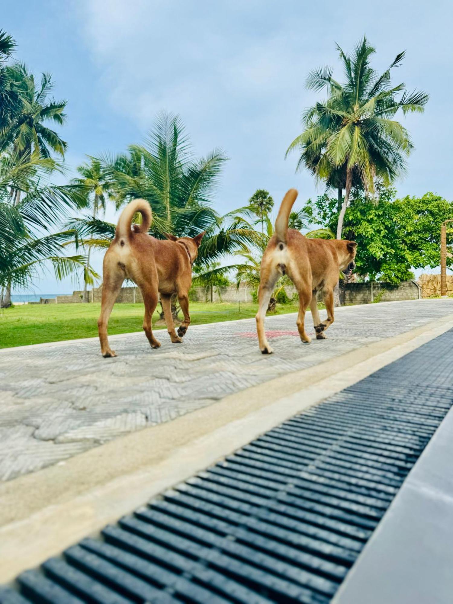 108 Palms Beach Resort Trincomalee Eksteriør bilde